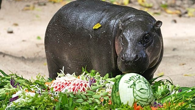 L’hippopotame pygmée mise sur Moo Deng, sa star planétaire, pour survivre